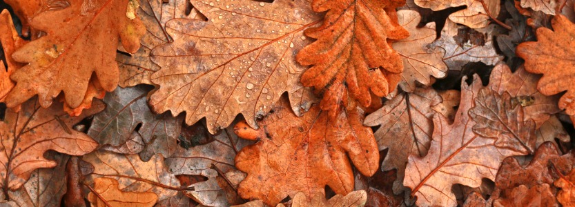 autumn leaves after rain.jpg s1024x1024wisk20c | What's new in Staffology Payroll: Autumn 2024 update